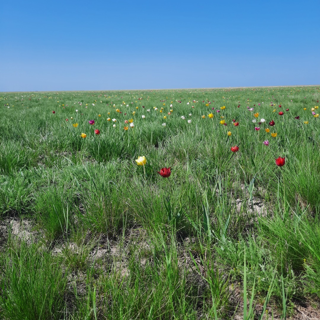 На встречу - к прекрасному. В гостях у тюльпанов. История одного апрельского дня.