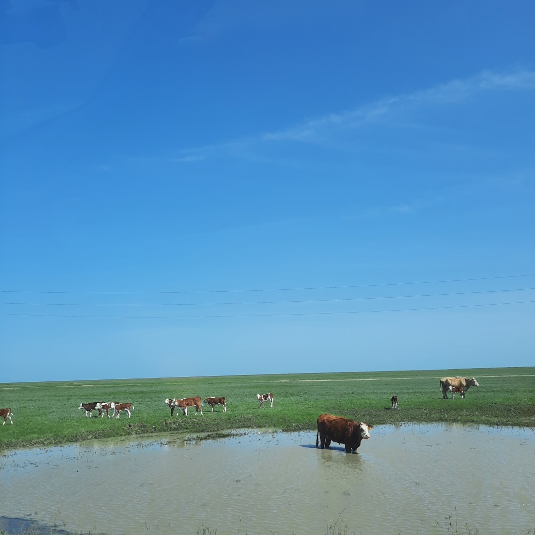 На встречу - к прекрасному. В гостях у тюльпанов. История одного апрельского дня.