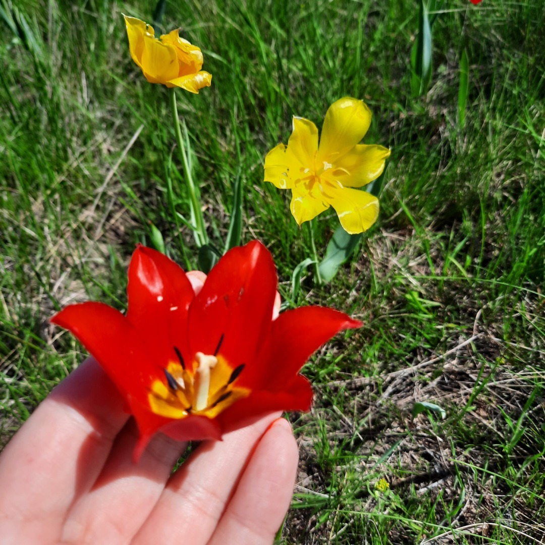 На встречу - к прекрасному. В гостях у тюльпанов. История одного апрельского дня.