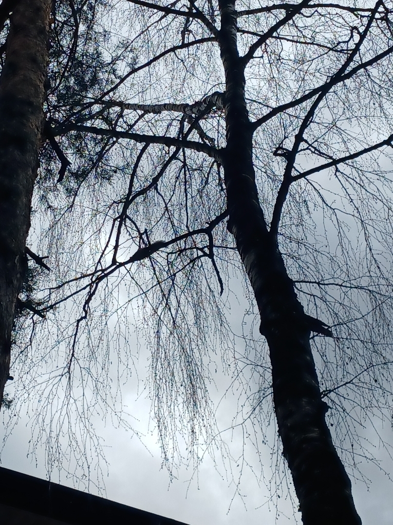 Забыться на природе