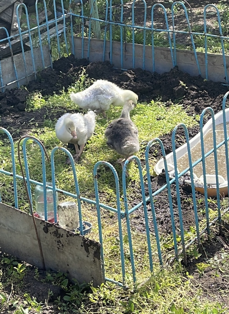 История о том, как я гуся к ветеринару возила…