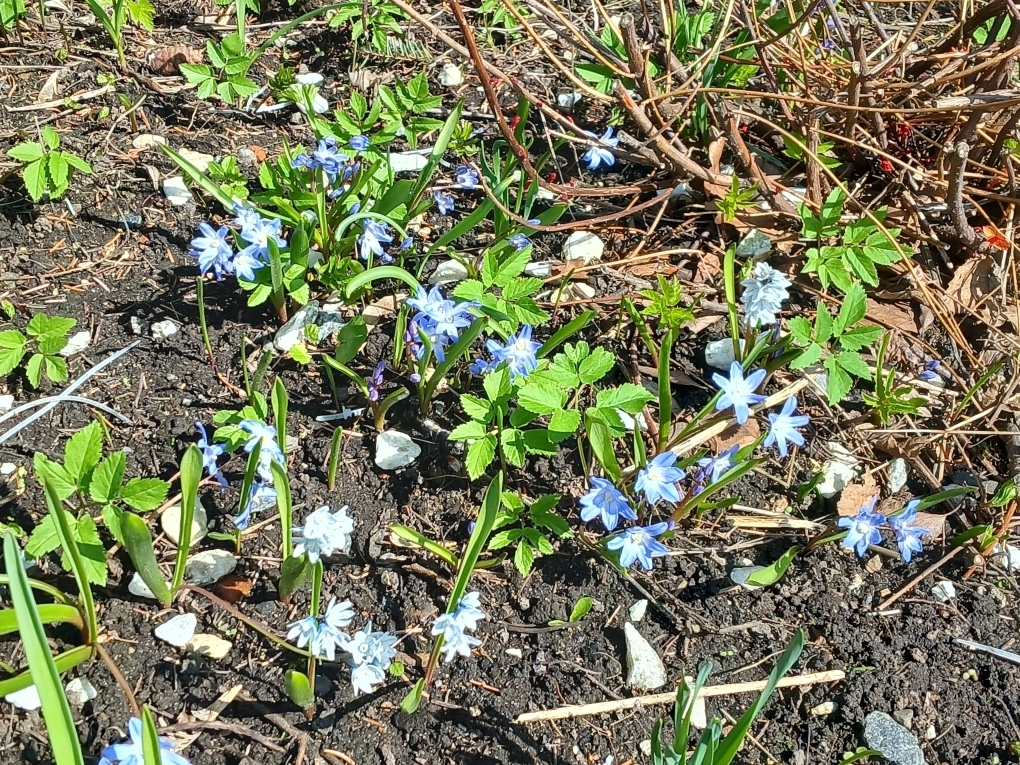 Бесплатный шашлык и чай с вкусняшками