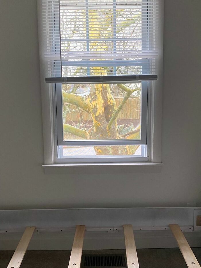 История одного вида из Окна? Окна Свободы