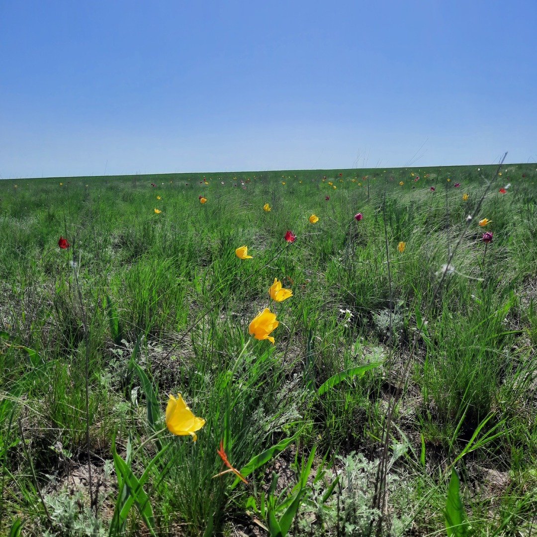На встречу - к прекрасному. В гостях у тюльпанов. История одного апрельского дня.