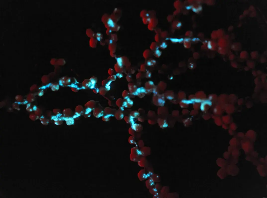 Светящиеся морские существа освещают океаны уже более полумиллиарда лет