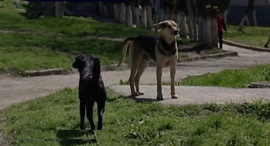 Вас кусала безнадзорная (бродячая) собака? А меня покусала. Как вы думаете, кто должен мне возместить моральный вред?