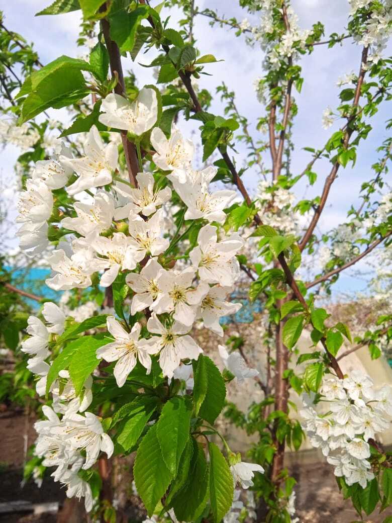"Все деревья как невесты, только женихов нет": моя цветущая апрельская дача, цветет алыча, черешня, абрикосы, войлочная вишня и Персик, фото 2024