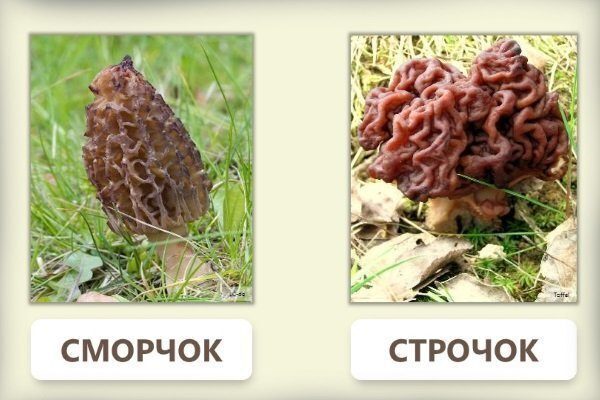 Первые весенние грибы.