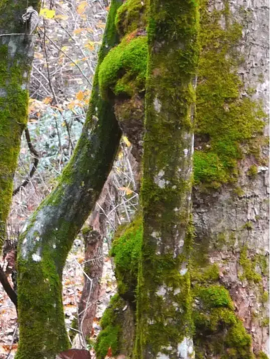 Древесные женщины найдены в лесу