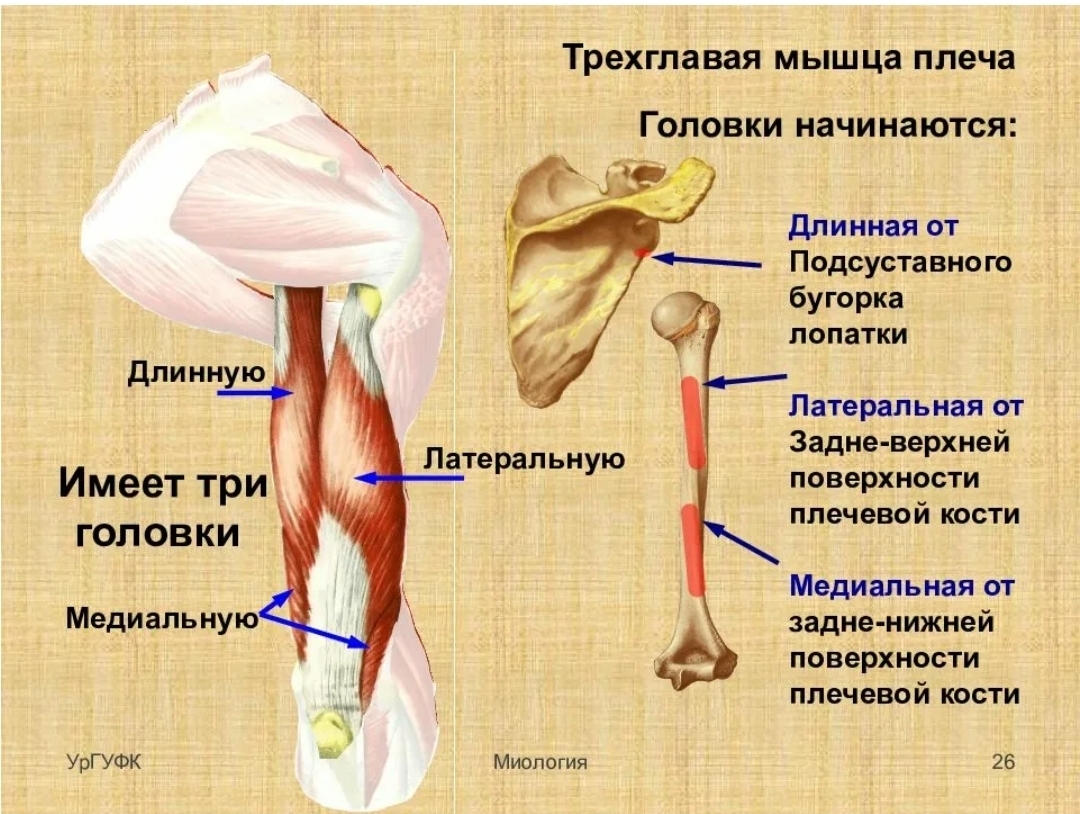 Латеральный край кости. Длинная головка трехглавой мышцы плеча. Медиальная головка трехглавой мышцы плеча. Трехглавая мышца плеча медиальная головка прикрепление. Трицепс трехглавая мышца.