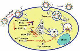 Еще молодой, а ты чувствуешь себя старым? Возможно, это из-за пандемии