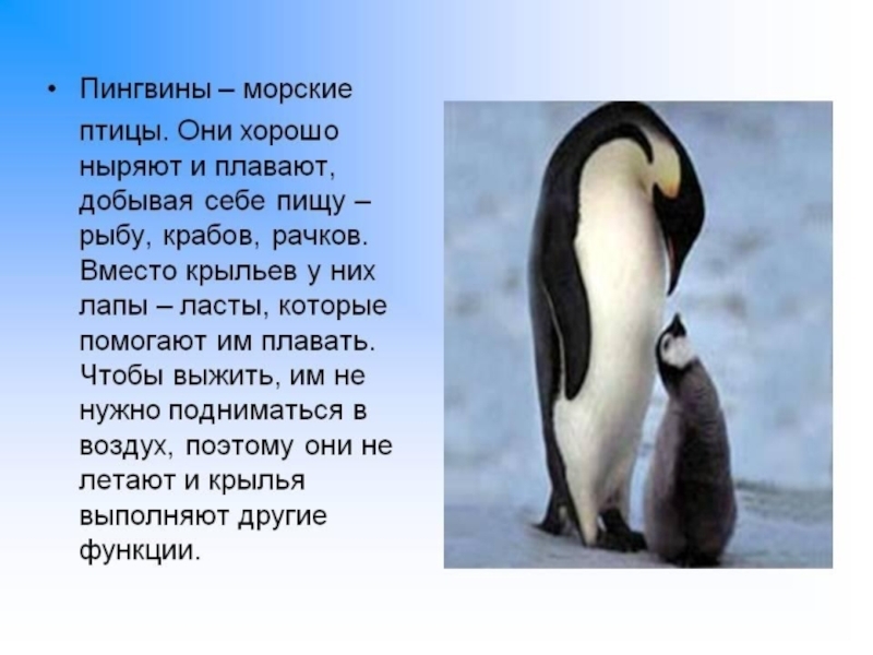 Историю про пингвинов. Сообщение о пингвинах. Описание пингвина. Пингвин короткое описание. Рассказ о пингвине.