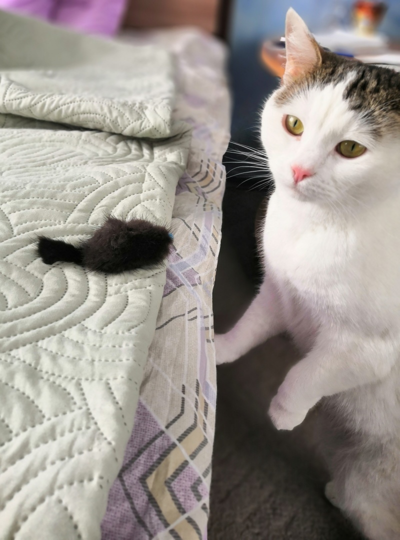 Мышь «парадно-выходная» — статусная игрушка моей кошки.