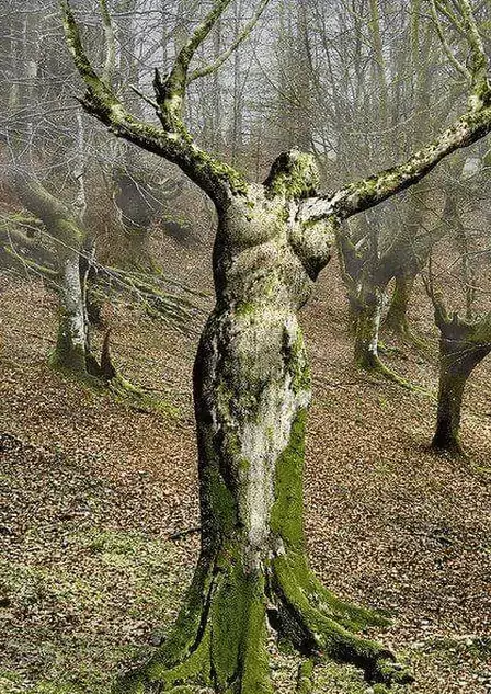 Древесные женщины найдены в лесу