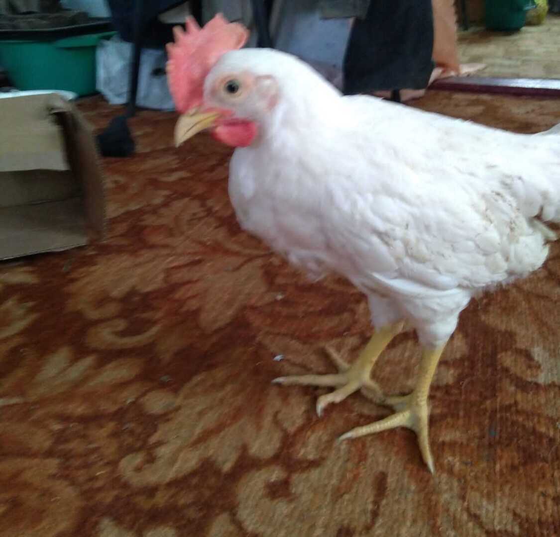 ЛПХ – куры-несушки! Часть четвертая