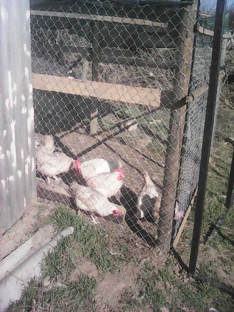 ЛПХ – куры-несушки! Часть четвертая