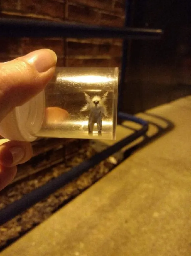 Девушка поймала «фейри-мотылька», похожего на фею