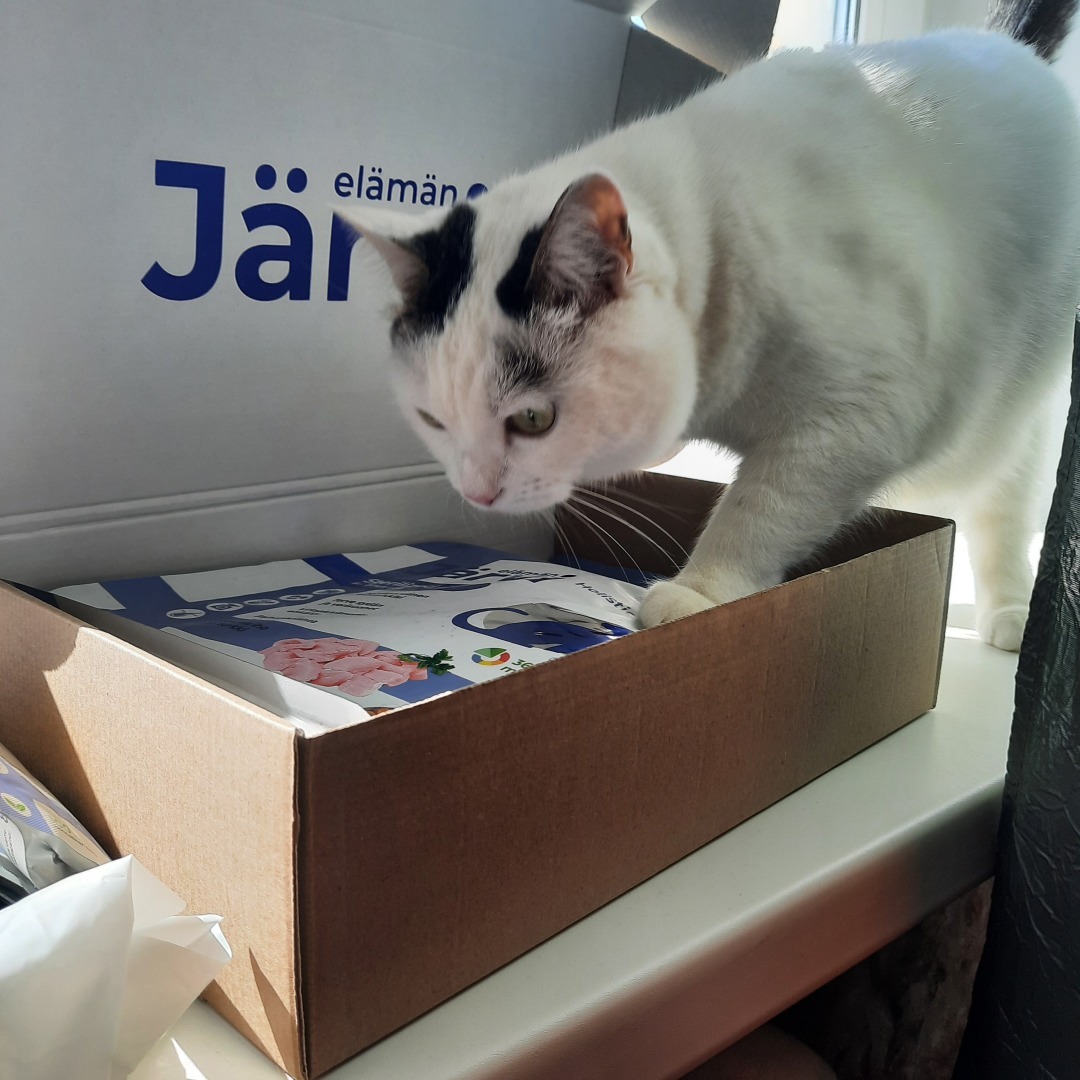 Она живет у меня дома и я ее люблю. Моя кошка Челси.