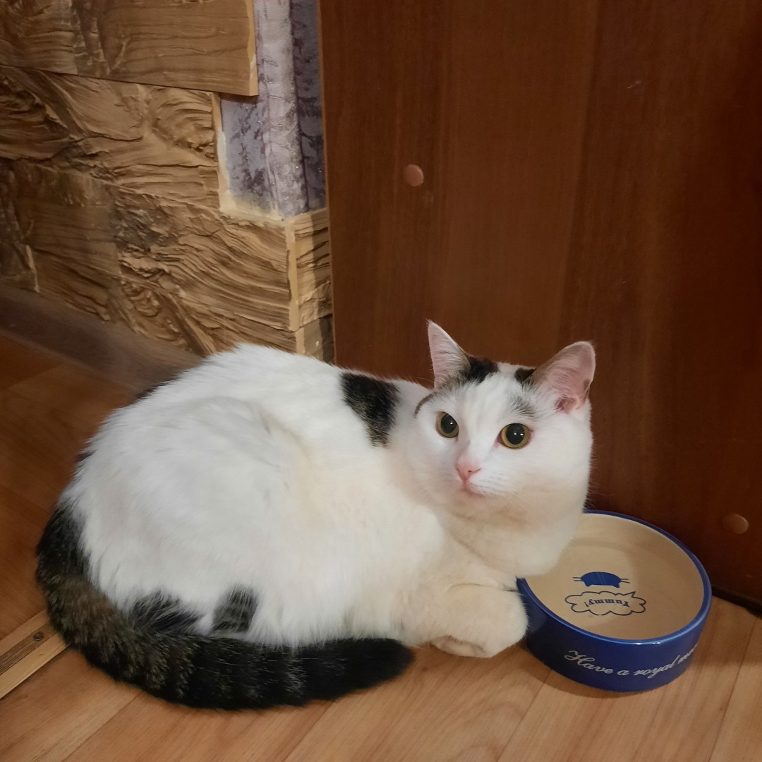 Она живет у меня дома и я ее люблю. Моя кошка Челси.