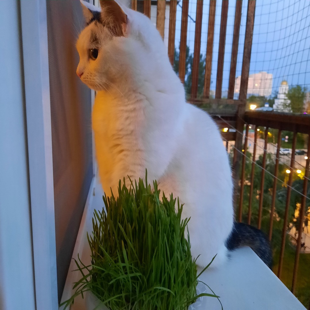 Она живет у меня дома и я ее люблю. Моя кошка Челси.