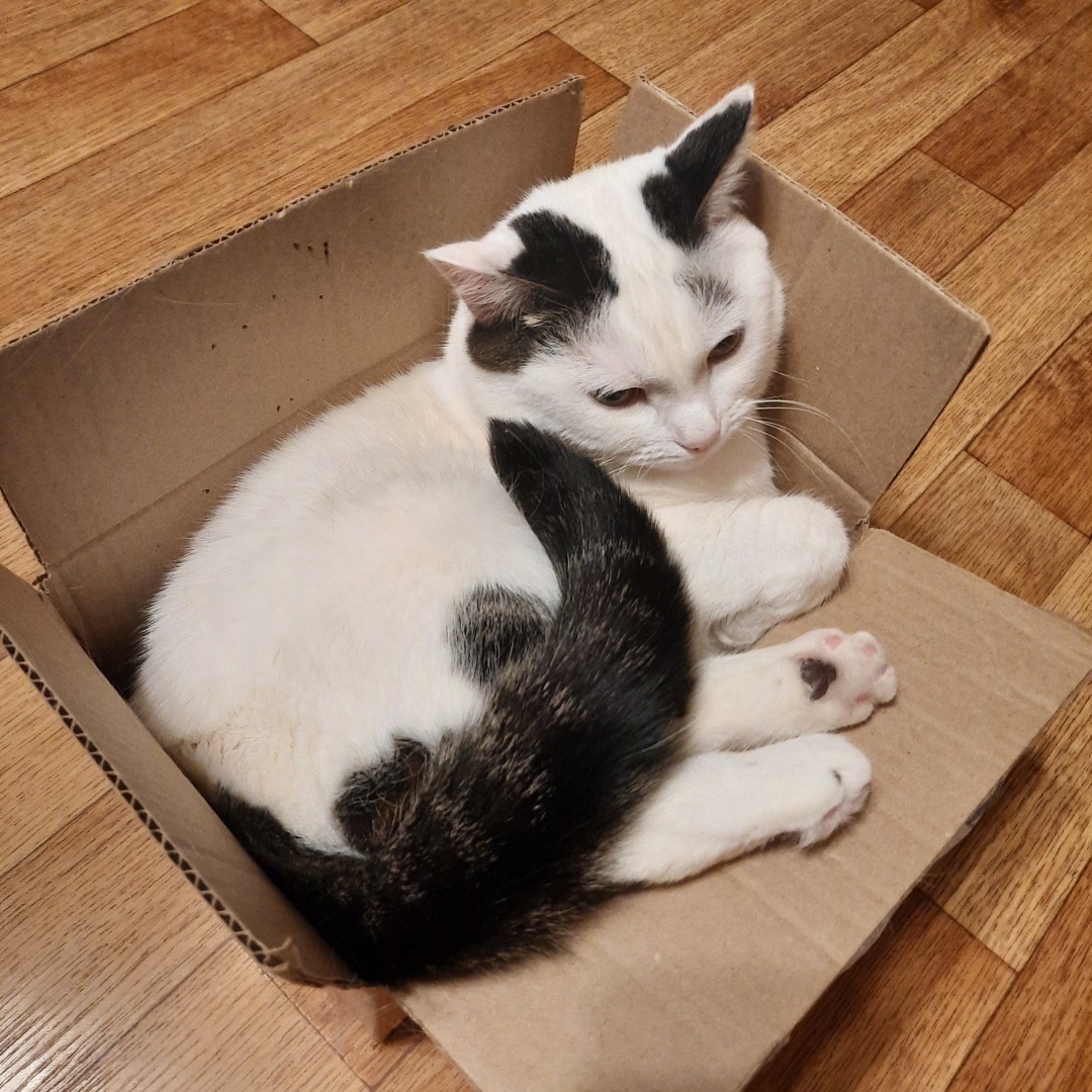 Она живет у меня дома и я ее люблю. Моя кошка Челси.