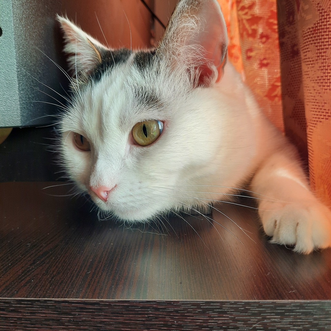 Она живет у меня дома и я ее люблю. Моя кошка Челси.