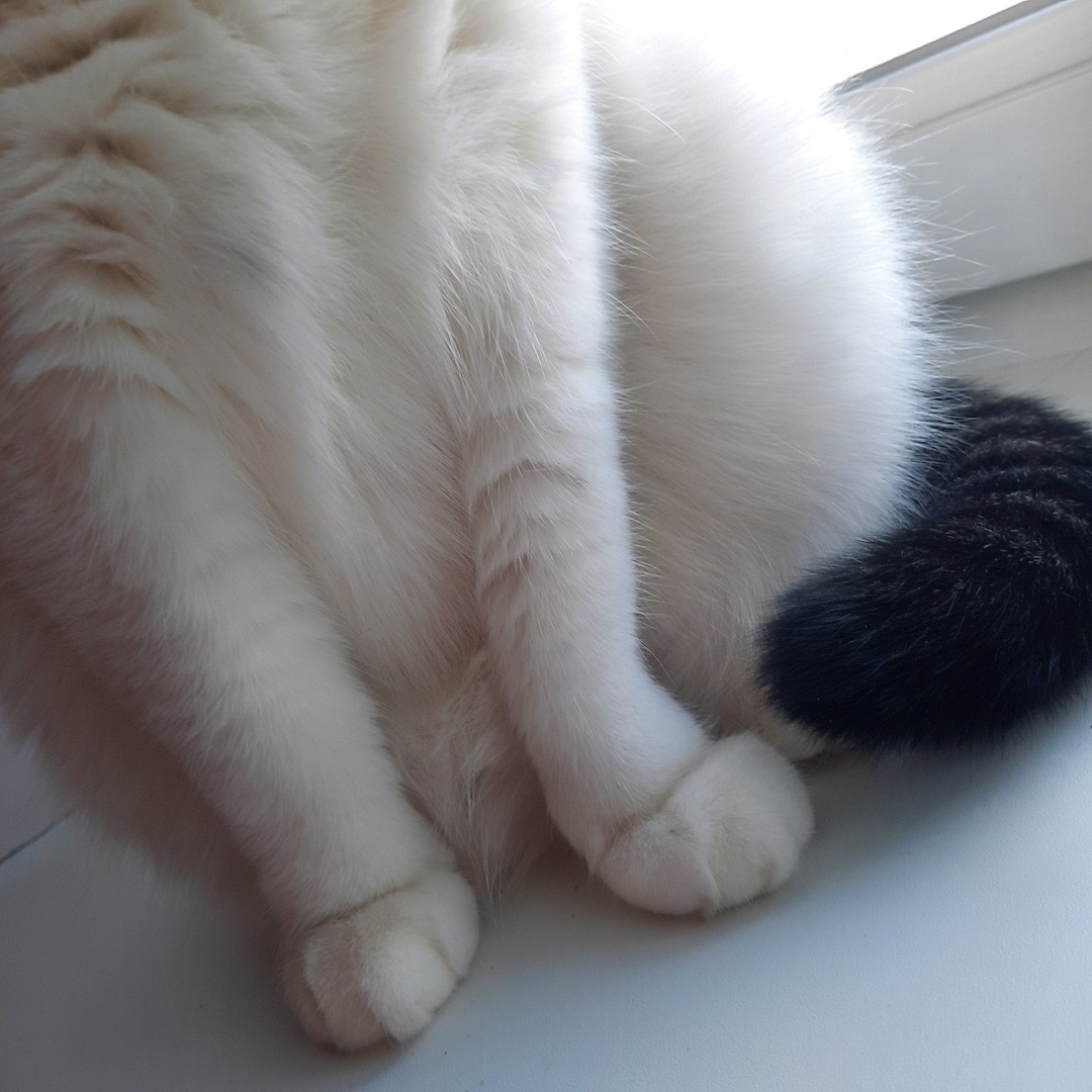 Она живет у меня дома и я ее люблю. Моя кошка Челси.