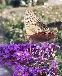 Почему я не люблю дачу