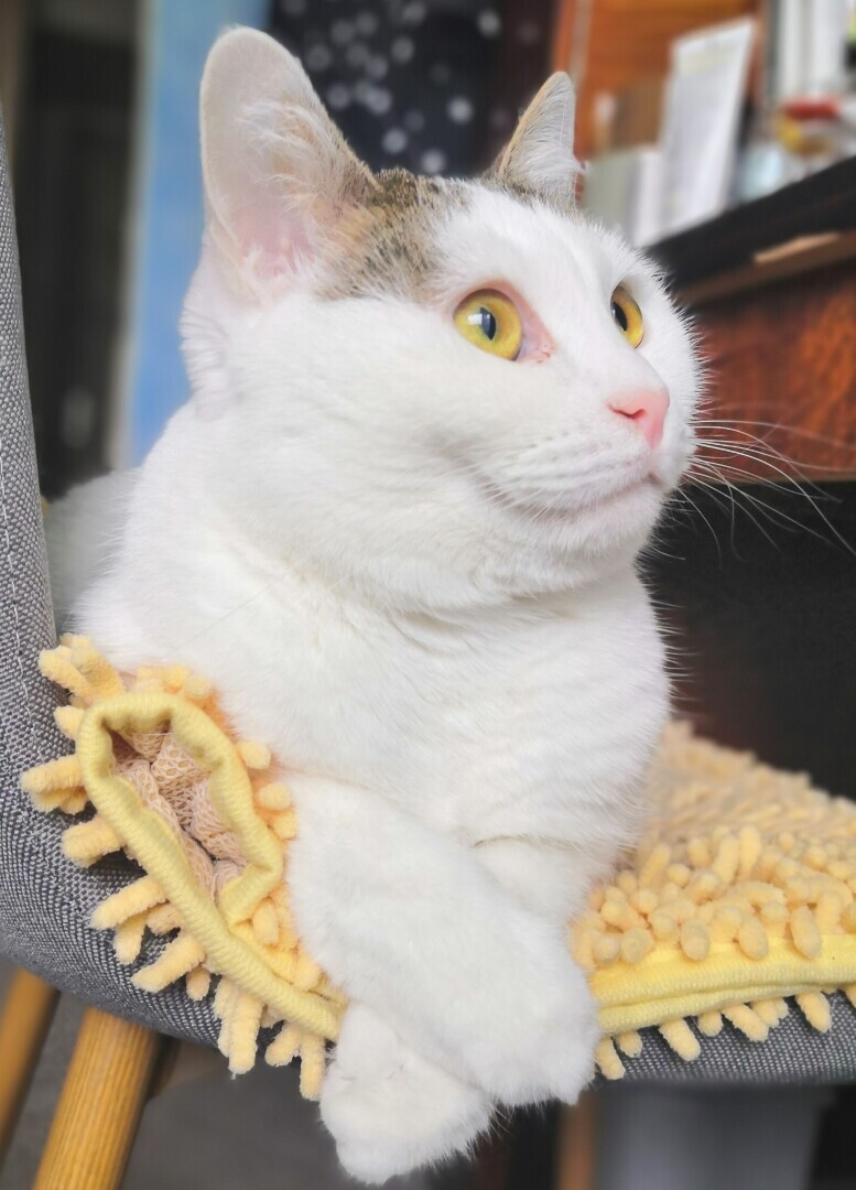 Результаты рейдерских захватов, которые устраивает моя кошка