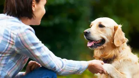 Наши любимые питомцы: радость и ответственность