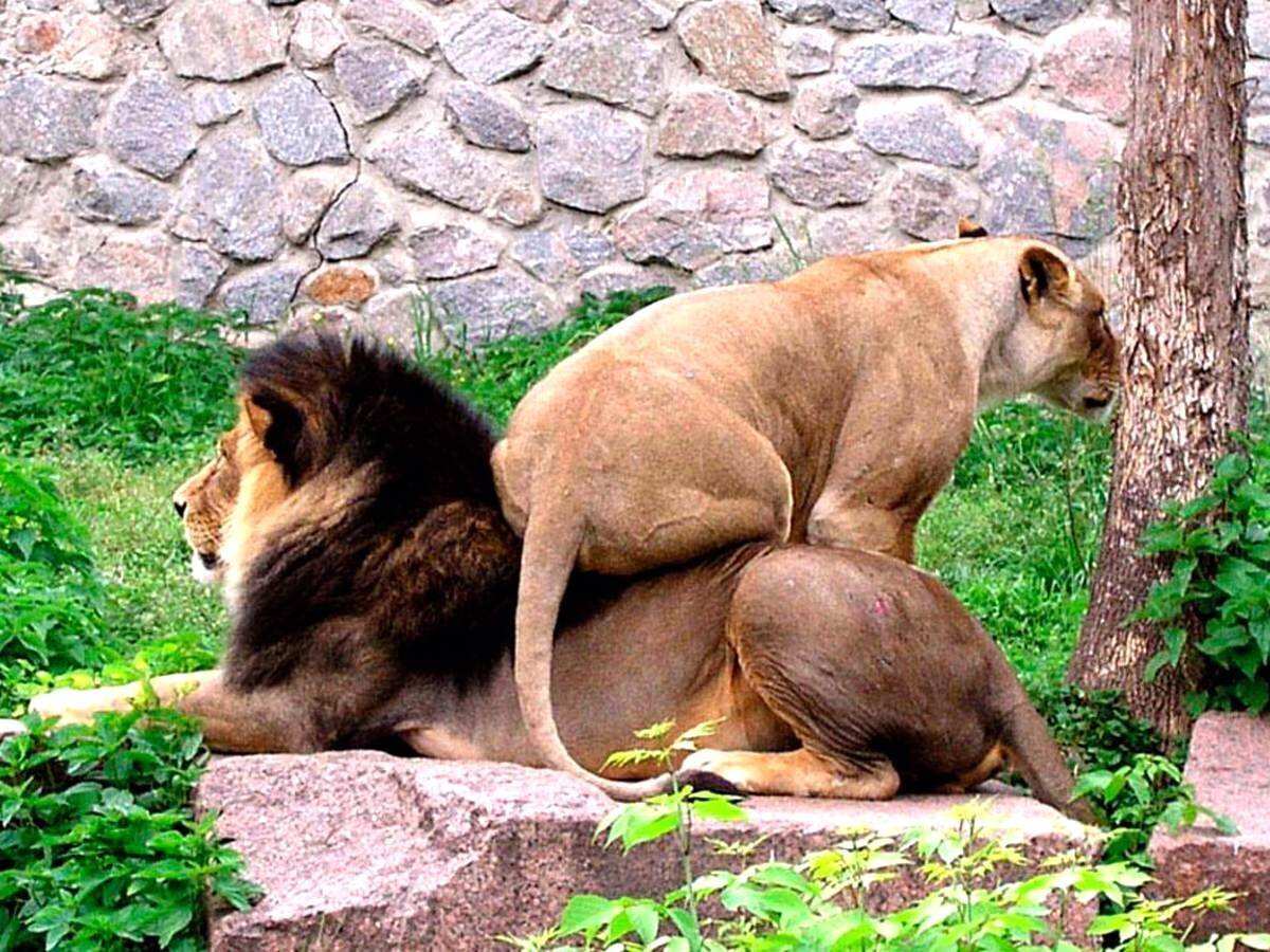 Лучшая жена по знаку зодиака: с кем бежать в загс поскорее, а с кем лучше проверить чувства.