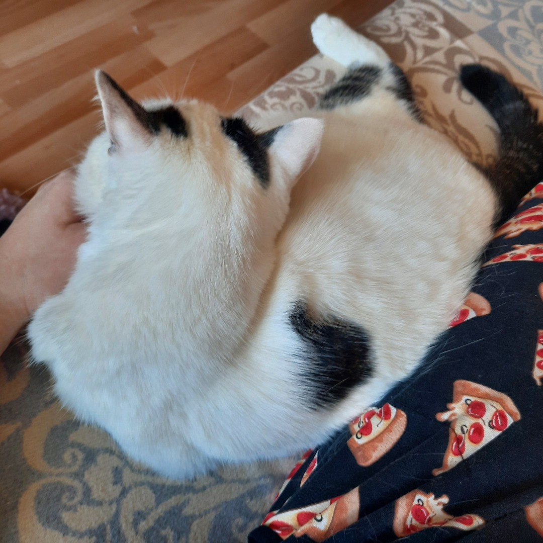 Она живет у меня дома и я ее люблю. Моя кошка Челси.