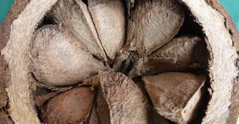 Они чистят кишечник и помогут быстро похудеть.