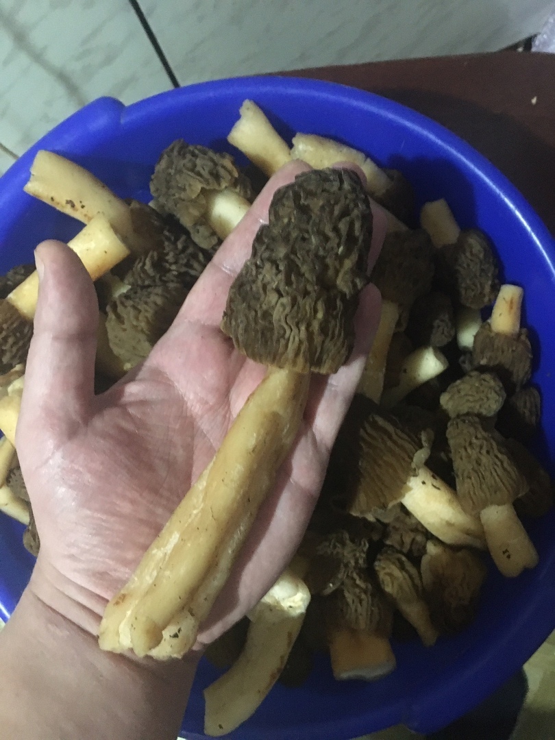 Сморчки - одни из моих любимых грибов.