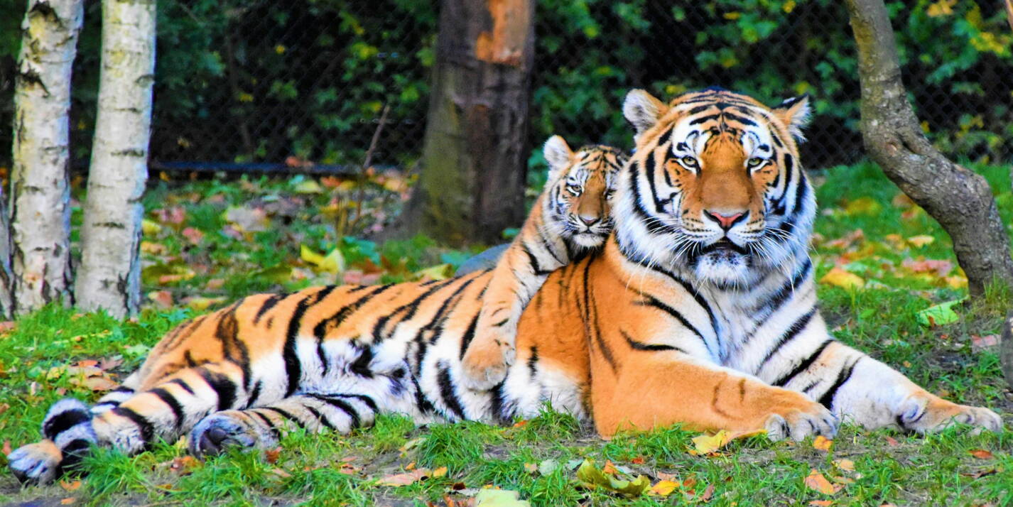 Как зовут тигренка?