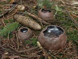 Сапрокома шаровидная.