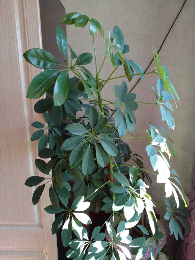 Шеффлера-цветок благополучия.