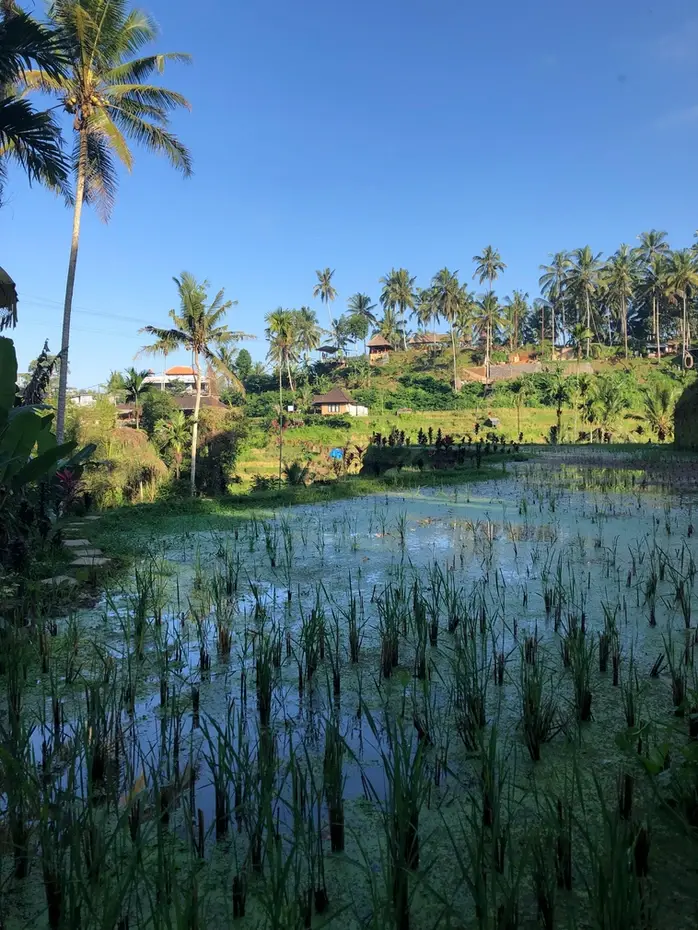 Незабываемое путешествие на Бали