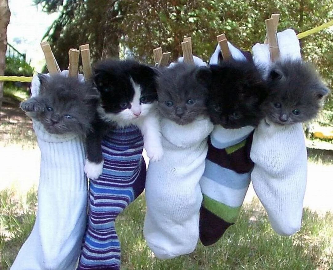 Все любят котиков! Да, котики — замечательные животные.