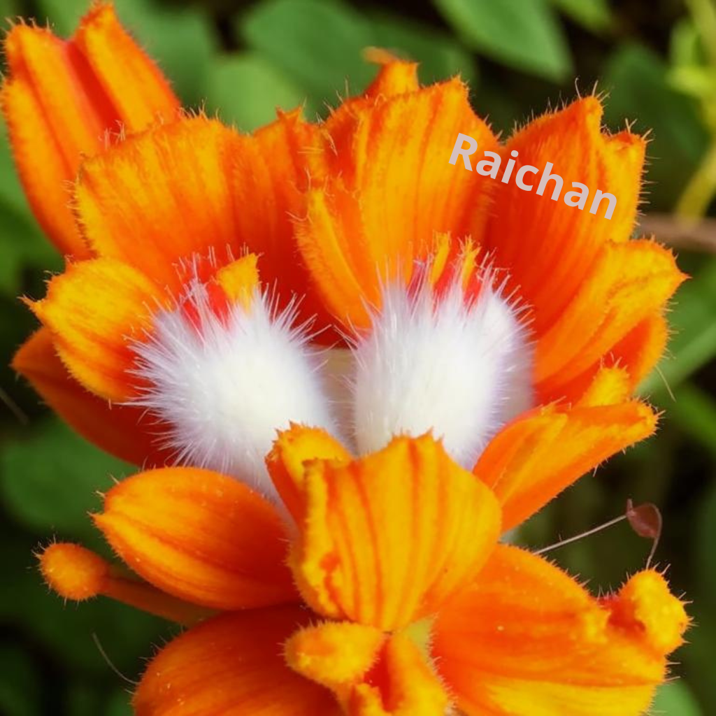 В моем саду растут фантастические цветы! Красота, да и только!