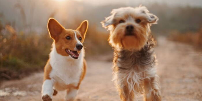 Чистокровные собаки чаще болеют раком, чем другие