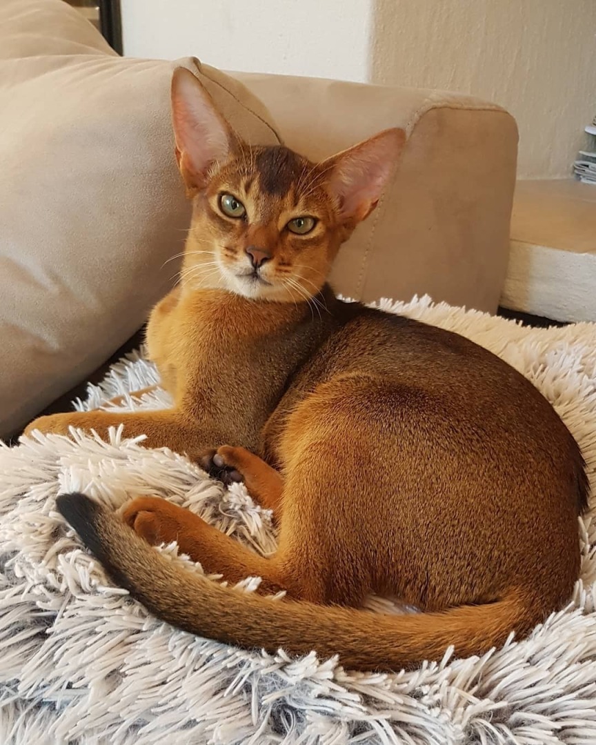 Кошки абиссинской породы по праву считаются самыми «домашними» в мире