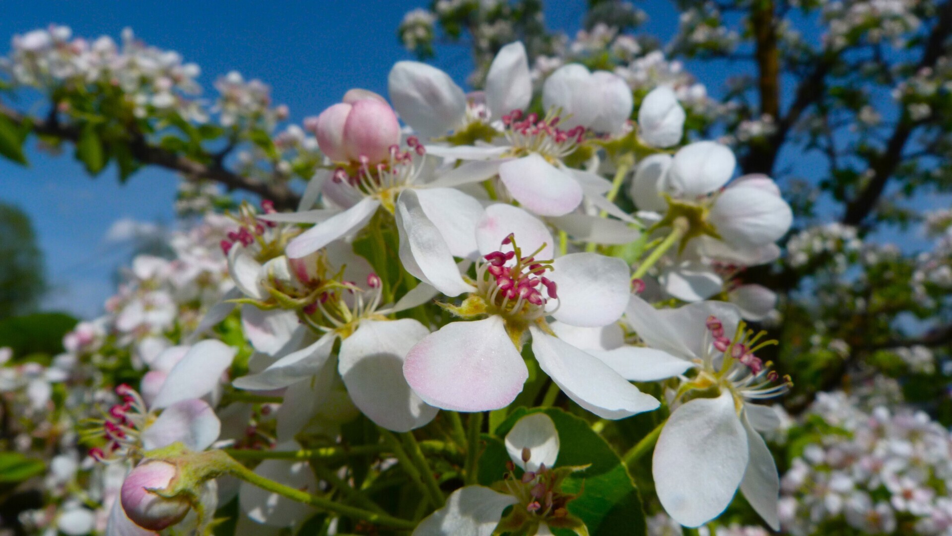 Яблоня цветёт в саду