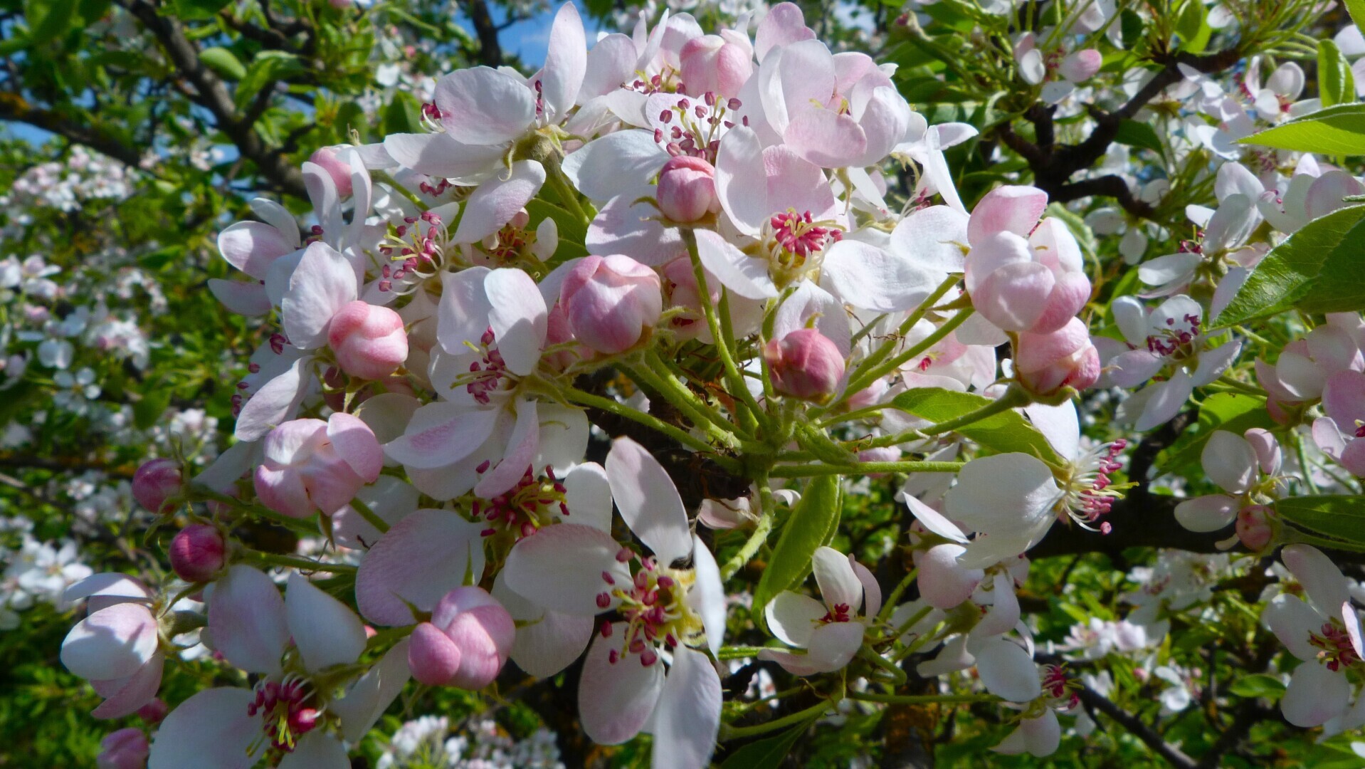 Яблоня цветёт в саду