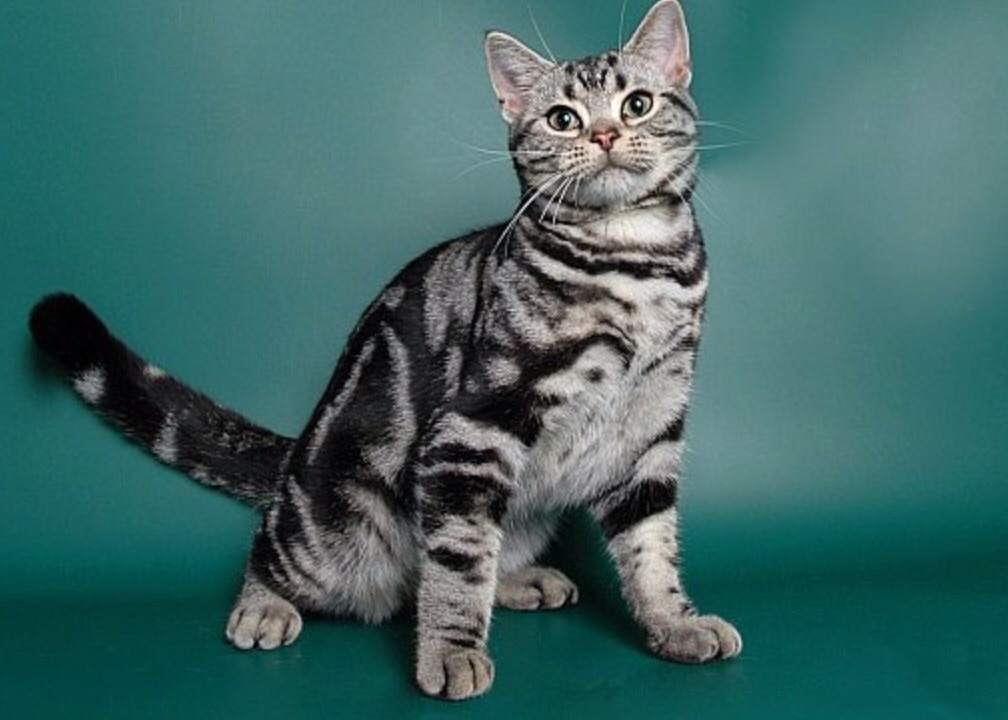 Американская короткошёрстная кошка