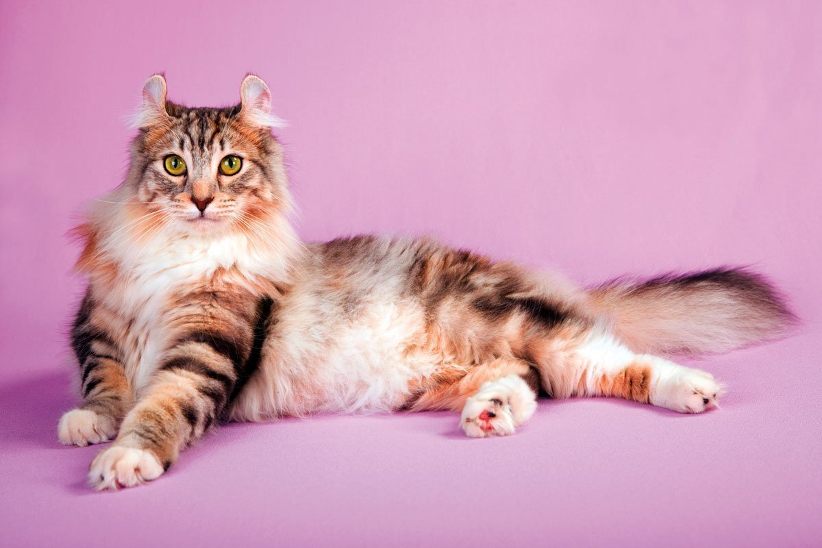 Американский кёрл — уникальная порода кошек, известная своими необычными ушами