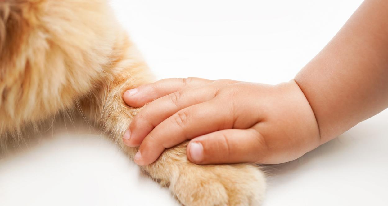 Могут ли кошка и новорожденный безопасно взаимодействовать?