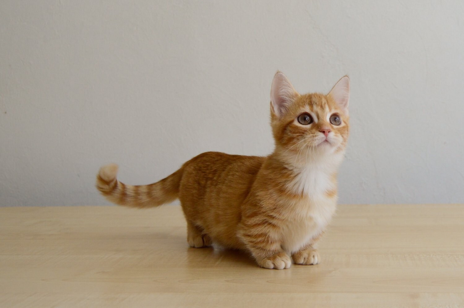 Коротколапые котятки породы Манчкин домашние любимцы