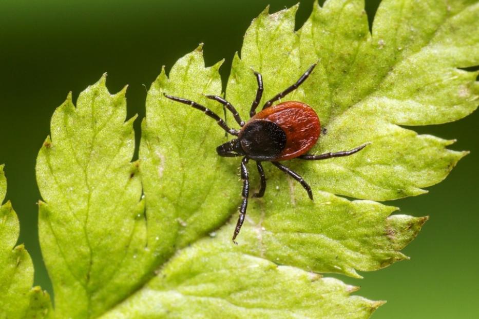 Что привлекает клещей? Не только запахи, но и группа крови!