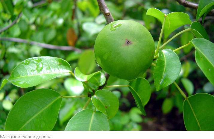 "Летальная Флора: ТОП-10 Самых Смертоносных Деревьев Мира"